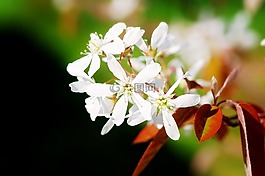 鮮花,白,春天