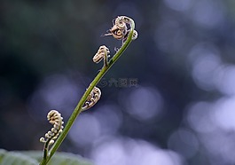 蕨類植物,自然,葉子