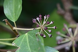 性質(zhì),葉,植物