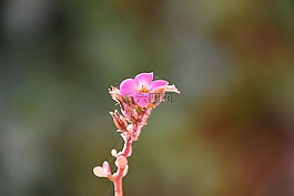 性質(zhì),花,植物