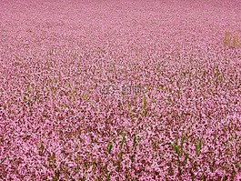 花,開花,盛開