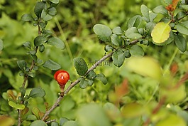 木瓜,開花,枝杈