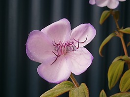 花瓣,粉紅色,紫色