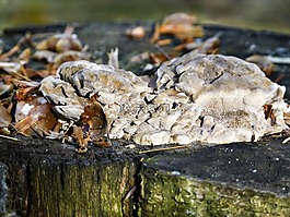 樹(shù),樹(shù)墩,菌類(lèi)