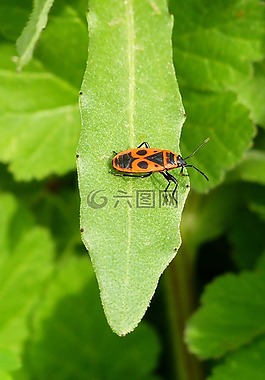 bug,pyrrhocoris金龜,昆蟲
