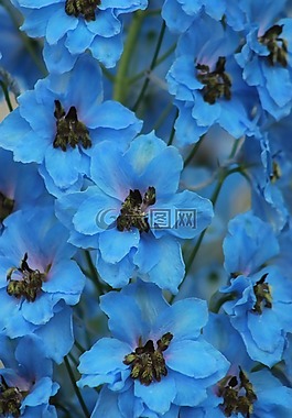 藍(lán)色,花,自然