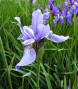 開花,鳶尾花,虹膜