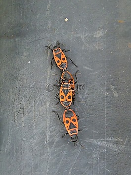 bug,pyrrhocoris金龜,昆蟲