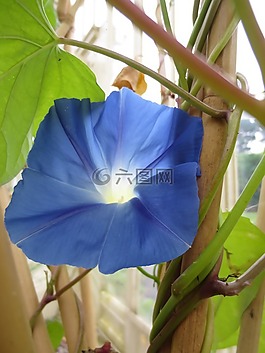 花,藍色,植物學