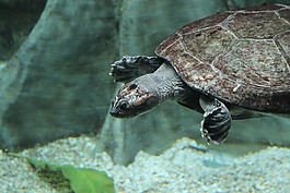 海龜,龜,水族館