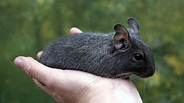 購(gòu)買degu,穿著鼠,手