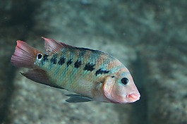 魚,熱帶魚,水下