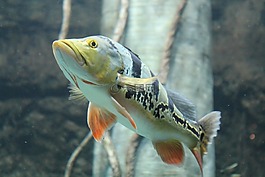 魚,熱帶魚,水下