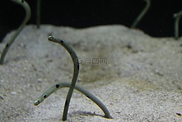 鰻魚,水下,水族館