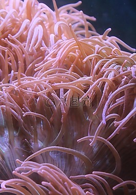 銀蓮花,水下,水族館