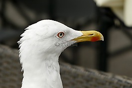 海鷗,頭,關(guān)閉