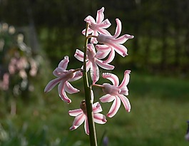 花,背光,明星