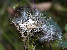 枯萎,薊,野生植物