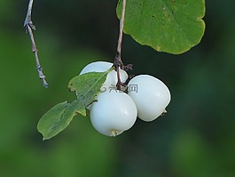 常见的 snowberry,浆果,白