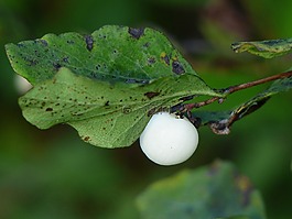 常见的 snowberry,浆果,白