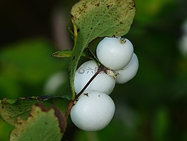 常见的 snowberry,浆果,白