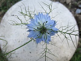 矢車菊,藍(lán)色,花園