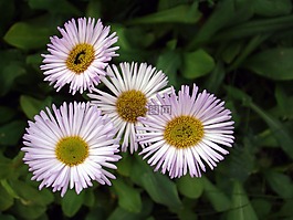 花卉,翠菊,花園
