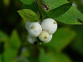 常见的 snowberry,浆果,白
