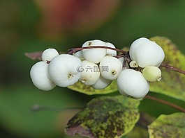 常见的 snowberry,浆果,白