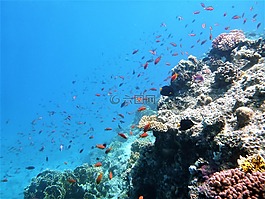 魚,海,藍色