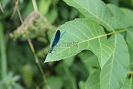 藍(lán)蜻蜓,昆蟲,宏