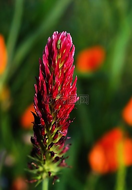 開花,花,紫