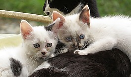 動物,貓,國內(nèi)