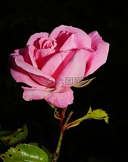 玫瑰,開花,玫瑰綻放