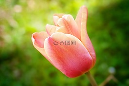 花,郁金香,開花