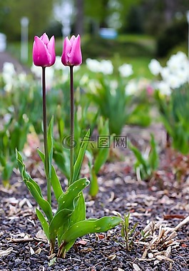 郁金香,鮮花,開花