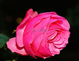 玫瑰,開花,玫瑰綻放