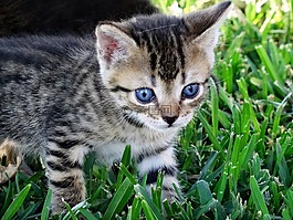 猫,眼睛,蓝色