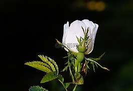 玫瑰,開(kāi)花,玫瑰綻放