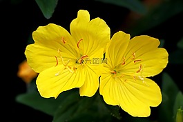 月见草,植物,鲜花