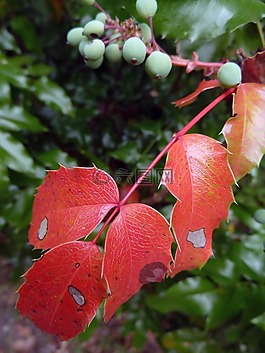 紅色,葉子,秋