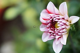 性質(zhì),園藝,花