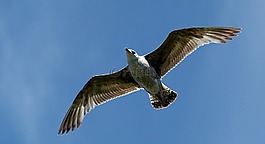 鷗,鳥,海鷗