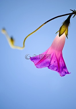 性質(zhì),花,夏天