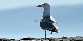 鷗,鳥,海鷗