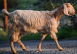 山羊,動物,哺乳動物