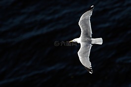 鷗,鳥,海鷗