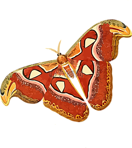 動(dòng)物,蝴蝶,昆蟲