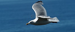 鷗,鳥,海鷗