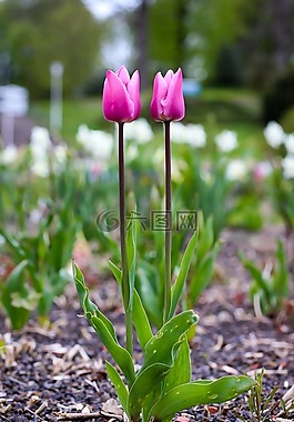 郁金香,鮮花,開花